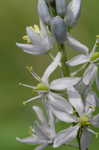 Atlantic camas